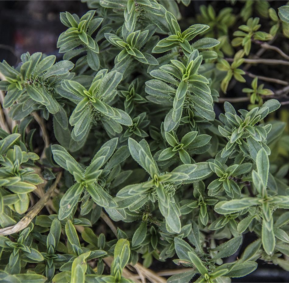 Origano