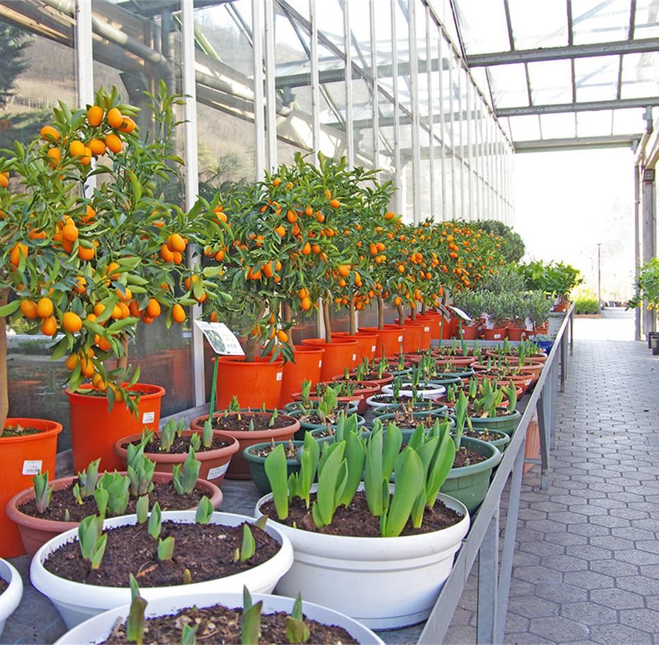 Kumquat edibile